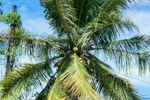 Tranquil tropical beach with palm trees and blue sea. photo