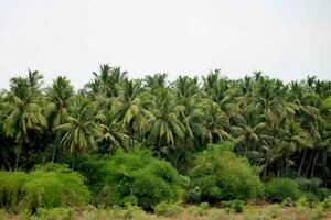 Tranquil tropical beach with palm trees and blue sea. photo