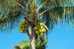 Tranquil tropical beach with palm trees and blue sea. photo