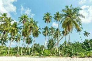 Tranquil tropical beach with palm trees and blue sea. photo