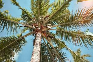 Tranquil tropical beach with palm trees and blue sea. photo