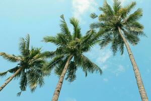 Tranquil tropical beach with palm trees and blue sea. photo