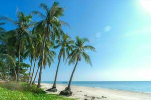 Tranquil tropical beach with palm trees and blue sea. photo