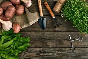 Red potatoes on burlap, garlic with greenery and a garden spade and rake on a wooden brown background photo