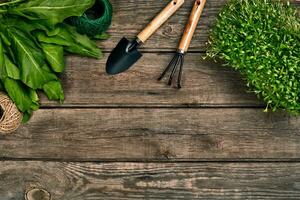 Gardening tools and greenery on wooden table. Spring in the garden photo