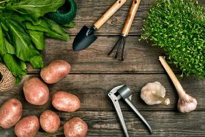 Red potatoes on burlap, garlic with greenery and a garden spade and rake on a wooden brown background photo