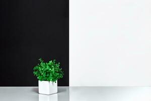 Indoor plant on table, black and white wall photo