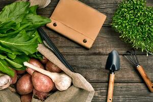 Red potatoes on burlap, garlic with greenery and a garden spade and rake on a wooden brown background photo