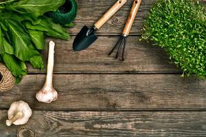 Gardening tools and greenery on wooden table. Spring in the garden photo