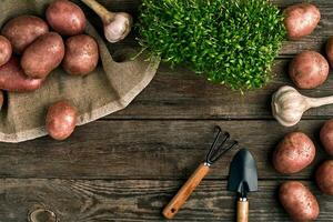 Red potatoes on burlap, garlic with greenery and a garden spade and rake on a wooden brown background photo