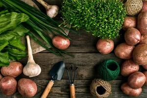 Red potatoes on burlap, garlic with greenery and a garden spade and rake on a wooden brown background photo