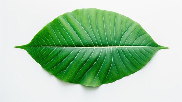 AI Generated A single green leaf with a glossy texture and a pointed tip The leaf has a central vein and many smaller veins The leaf is a bright green color and contrasts with the white background photo