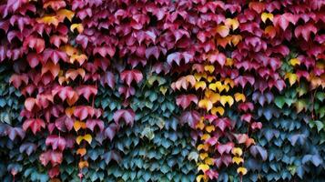 Colorful autumn leaves on the wall as a background. Texture. Generative AI photo