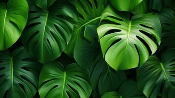 Monstera leaves seamless pattern, vector background. Realistic monstera leaves texture. Generative AI photo
