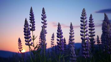 Lavender flowers at sunset. Nature background. illustration. Generative AI photo
