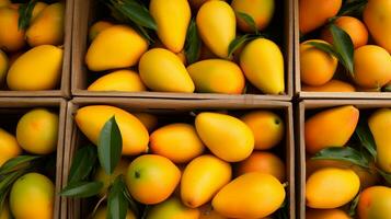 recién escogido mango Fruta desde jardín metido en el cajas generativo ai foto