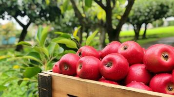 recién escogido mabolo terciopelo manzana Fruta desde jardín metido en el cajas generativo ai foto