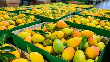 recién escogido mango Fruta desde jardín metido en el cajas generativo ai foto