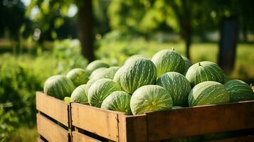 Freshly picked Melon fruit from garden placed in the boxes. Generative AI photo