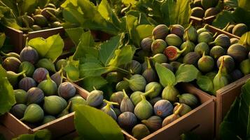 recién escogido higo Fruta desde jardín metido en el cajas generativo ai foto