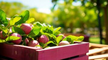 Freshly picked Guavaberry fruit from garden placed in the boxes. Generative AI photo