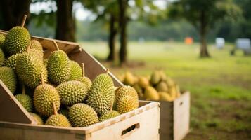 recién escogido Durian Fruta desde jardín metido en el cajas generativo ai foto