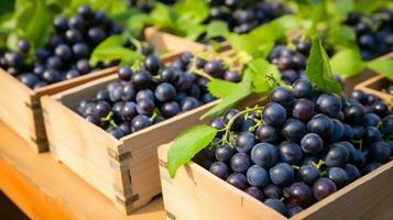 Freshly picked Jabuticaba fruit from garden placed in the boxes. Generative AI photo