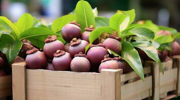 recién escogido mangostán Fruta desde jardín metido en el cajas generativo ai foto