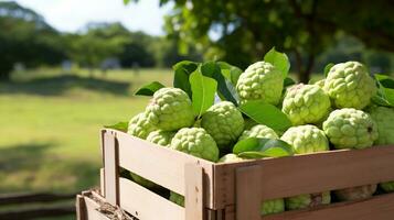 Freshly picked Custard apple fruit from garden placed in the boxes. Generative AI photo