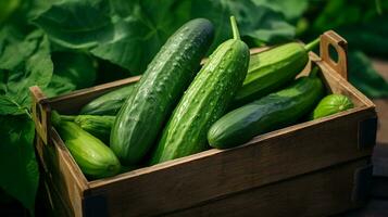 recién escogido Pepino Fruta desde jardín metido en el cajas generativo ai foto