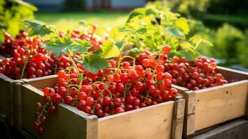 Freshly picked Currant fruit from garden placed in the boxes. Generative AI photo