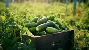 recién escogido Pepino Fruta desde jardín metido en el cajas generativo ai foto