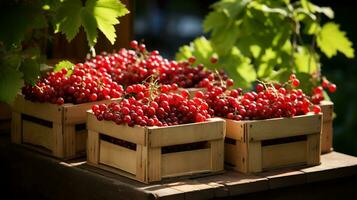 Freshly picked Currant fruit from garden placed in the boxes. Generative AI photo
