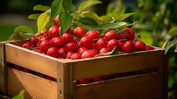 Freshly picked Barbados cherry fruit from garden placed in the boxes. Generative AI photo