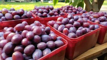 Freshly picked Batako plum fruit from garden placed in the boxes. Generative AI photo