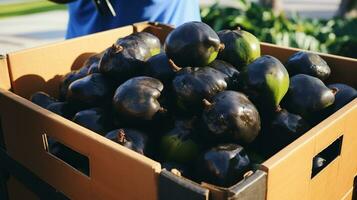 recién escogido negro zapote Fruta desde jardín metido en el cajas generativo ai foto