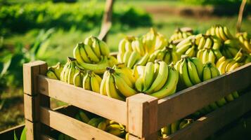 recién escogido plátano Fruta desde jardín metido en el cajas generativo ai foto