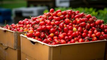 Freshly picked Barbados cherry fruit from garden placed in the boxes. Generative AI photo