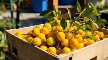 Freshly picked Buni fruit from garden placed in the boxes. Generative AI photo