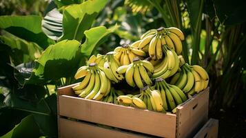 recién escogido plátano Fruta desde jardín metido en el cajas generativo ai foto