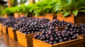 recién escogido acai baya Fruta desde jardín metido en el cajas generativo ai foto