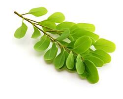 Photo of Moringa isolated on white background. Generative AI