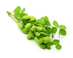 Photo of Moringa isolated on white background. Generative AI