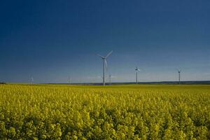 rape spring landscape photo