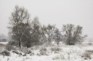 winter snow landscape photo