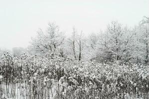 winter landscape snow photo