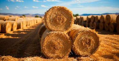 Freshly cut hay in rolls lying in a field - AI generated image photo