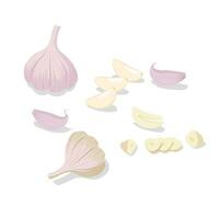 Garlic flat vector set. Whole garlic bulb, garlic cloves and slices illustration in cartoon style. Chopped, cut garlic. Spices.