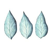 Collection with blue leaves, watercolor vector