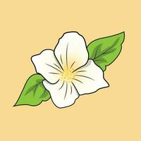 Jasmine Flower The Illustration vector